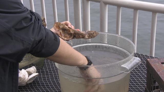 Oysters are helping to make the Hudson River​ healthy and New York City safer. 