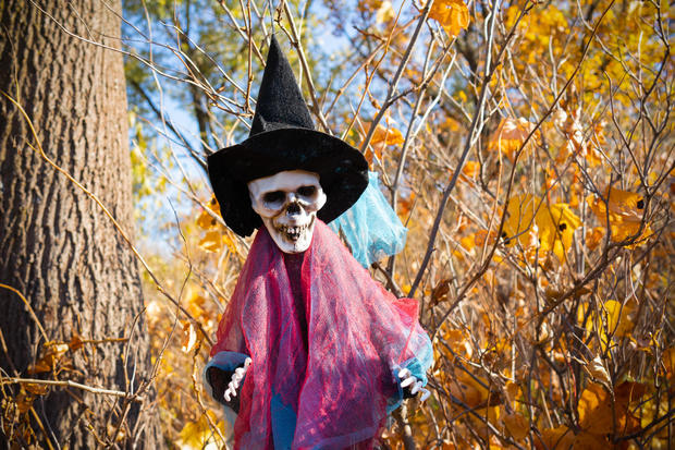 Toy skeleton in witch costume on background of tree and yellow autumn leaves 
