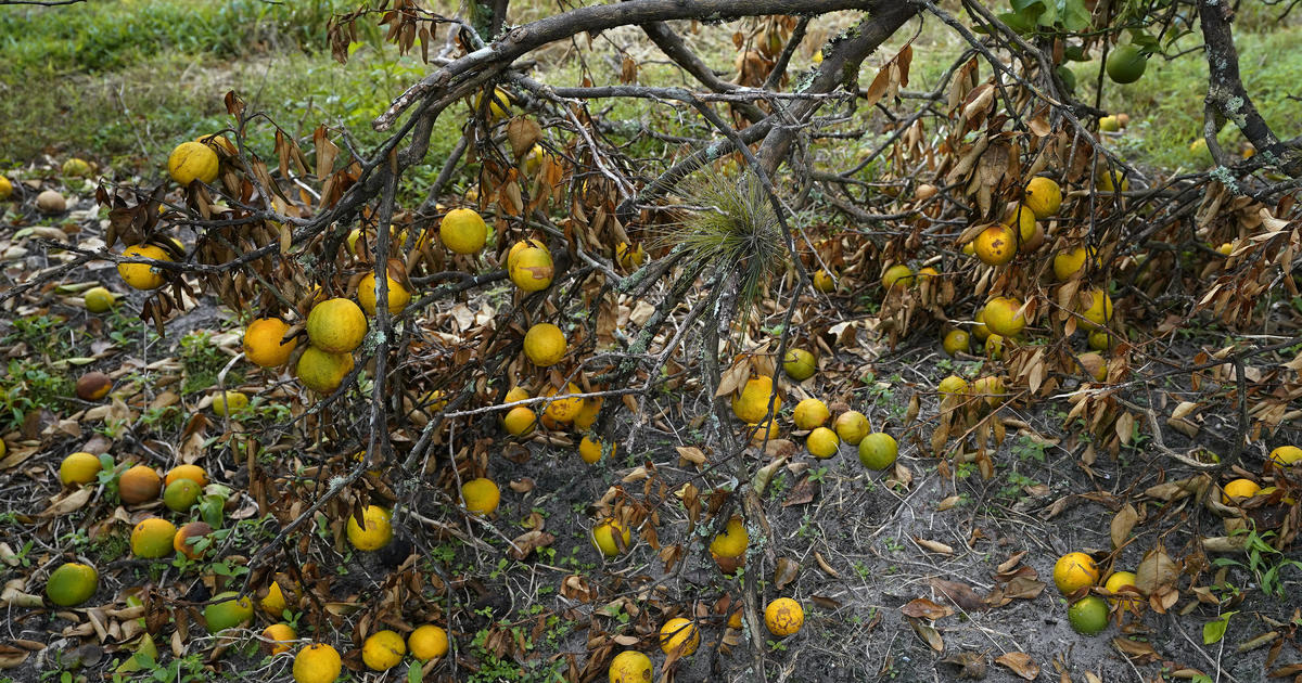 Florida agriculture losses from Ian could hit .9 billion