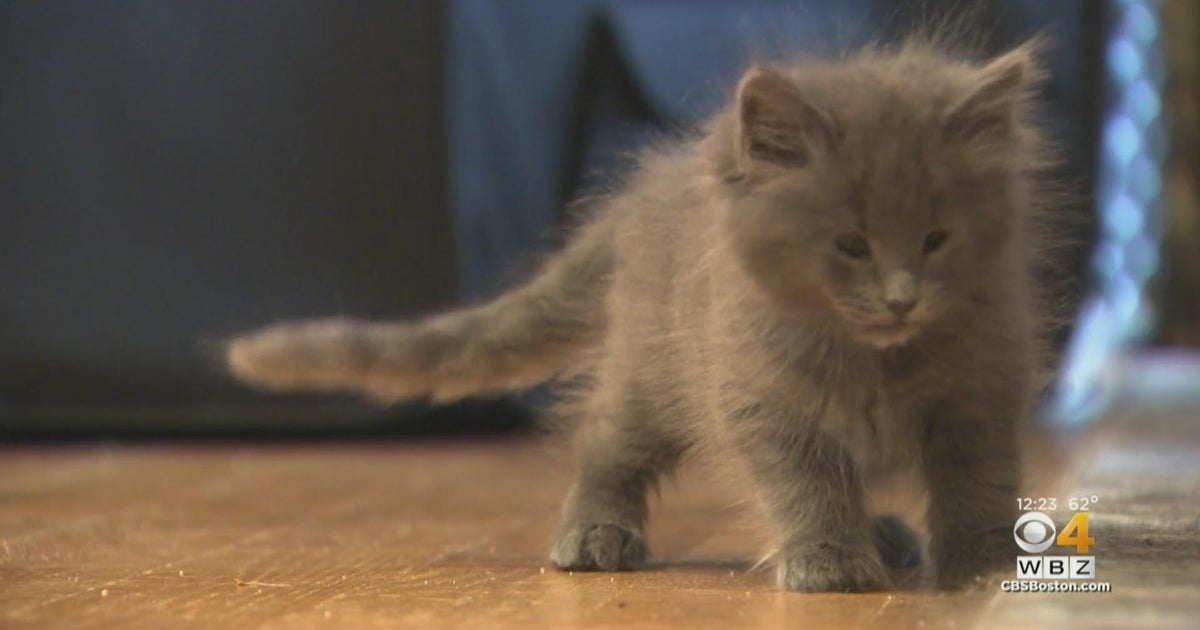 Odd Cat Sanctuary saving cats with disabilities for adoption - CBS Boston