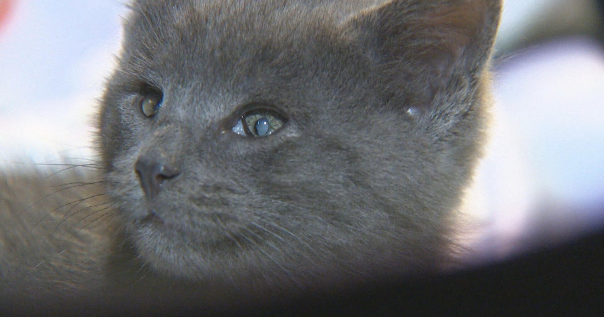  Giving These Little Creatures A Chance Odd Cat Sanctuary Saves Cats 