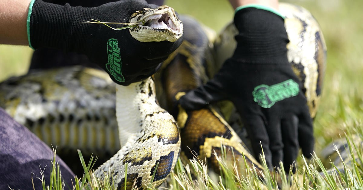 Ловци на питони се стичат във Флорида, за да ловят змии, достатъчно големи, за да ядат алигатори
