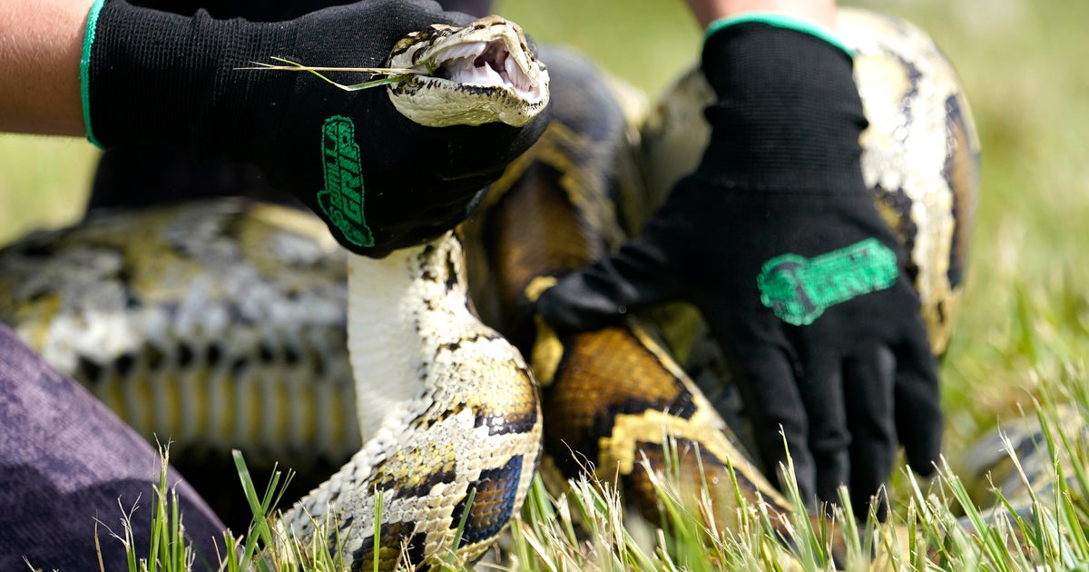 Now in its 11th year, Florida Python Challenge continues goal to stabilize Everglades ecosystem Now in its 11th year, Florida Python Challenge continues goal to stabilize Everglades ecosystem