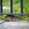 NYC hiring rat czar for $170,000: Swashbuckling required