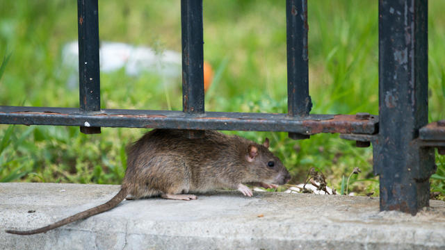 NYC hiring rat czar for $170,000: "Swashbuckling" required