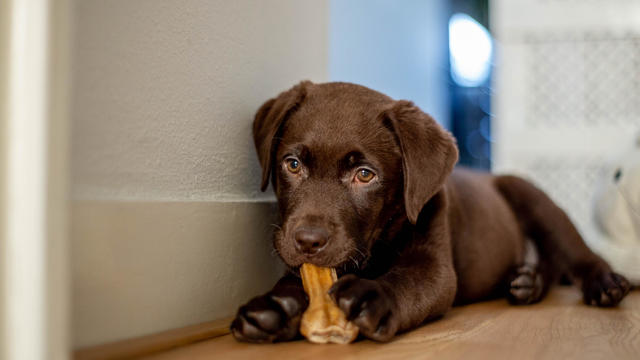 Chocolate labrador puppy lying and chewing a dog bone 