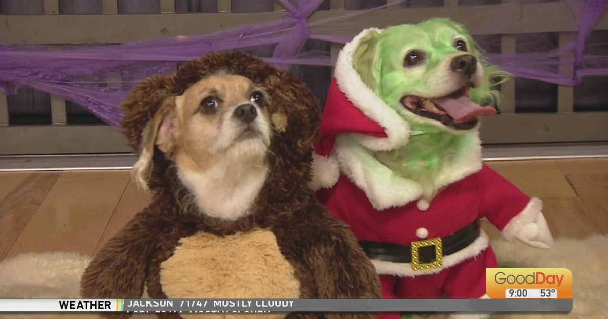 Show Us Your Pet Halloween Costume! Good Day Sacramento