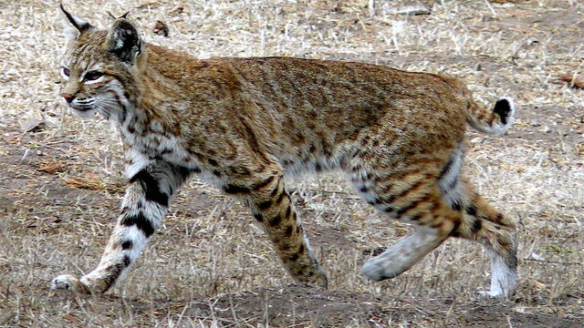 bobcat-photo.jpg 