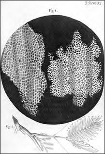 hooke-micrographia-5.jpg 