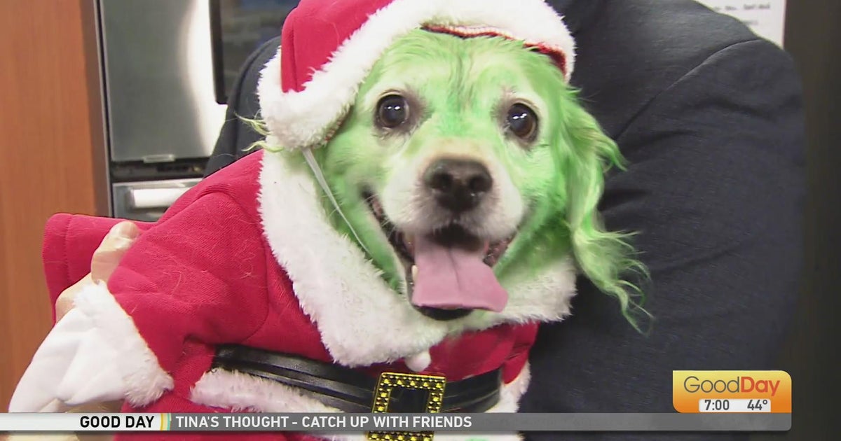 Show Us Your Pet Halloween Costume! Good Day Sacramento