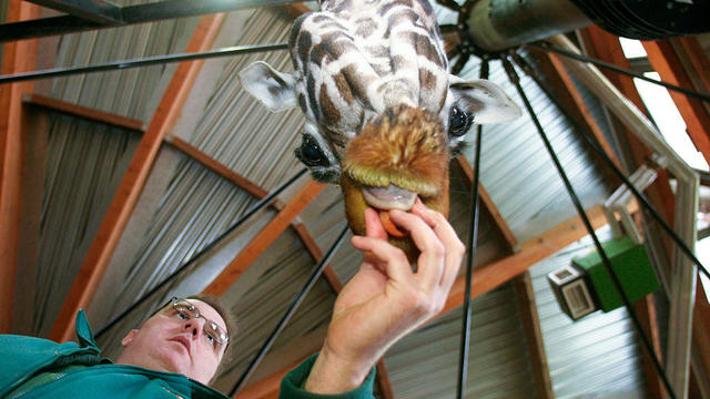 UK - Marwell - A zoo keeper feeds a giraffe 