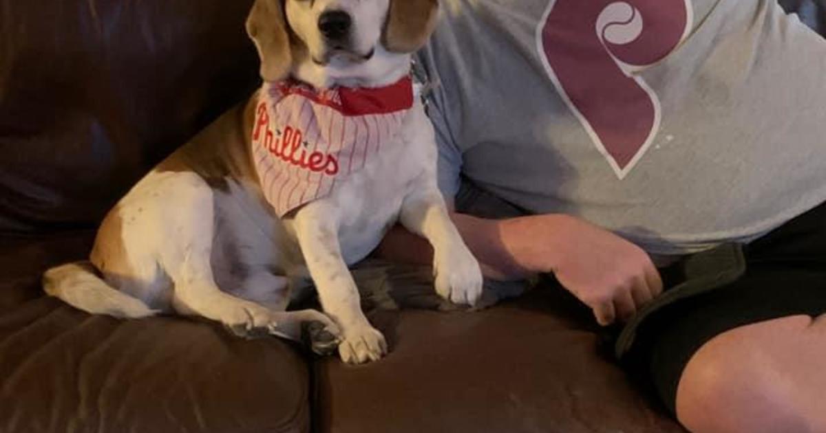 Dog dresses up as the Phillie Phanatic