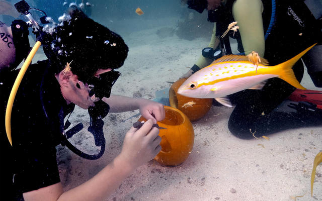Sea Life hosts Underwater Pumpkin Carving over MEA Weekend