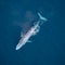 Blue whales are canaries for microplastic consumption, study finds