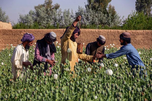 AFGHANISTAN-SOCIETY-AGRICULTURE 