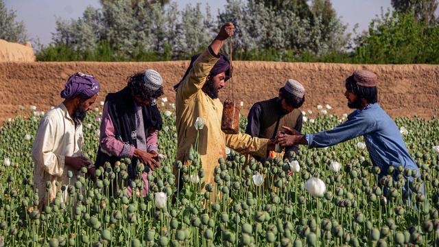 AFGHANISTAN-SOCIETY-AGRICULTURE 