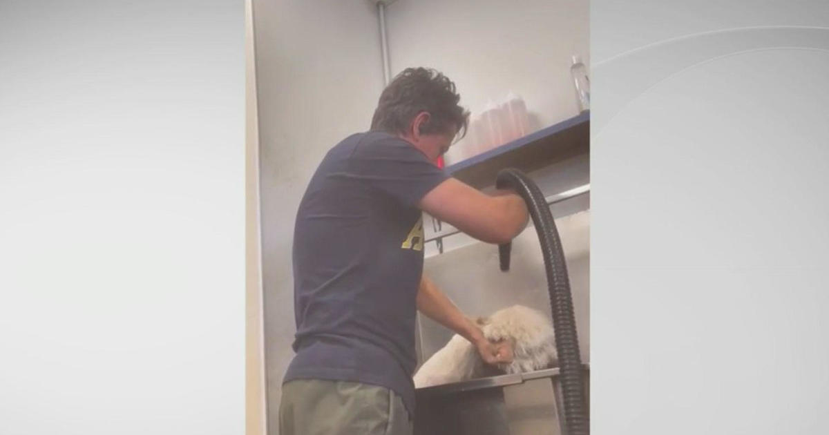 Graphic Online video: South Florida Groomer accused of abusing puppies