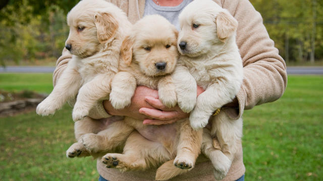 Woman holding 3 male golden retriever puppies 