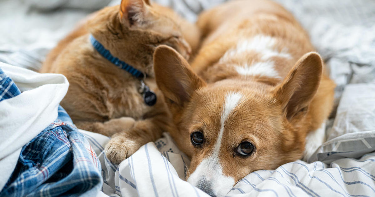 Pets and your health: Pros and cons to keep in mind