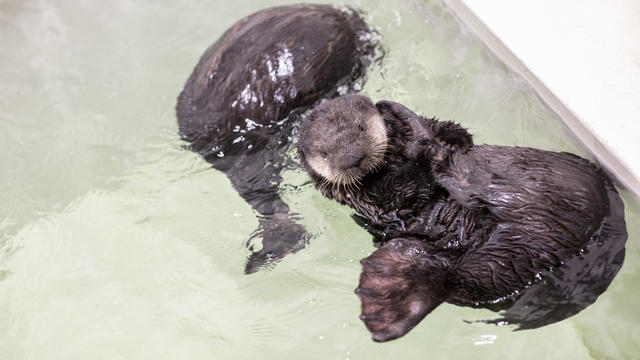 Shedd Aquarium otter pups 