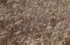 cbsn-fusion-how-russias-withdrawal-from-grain-deal-impacts-world-hunger-thumbnail-1429401-640x360.jpg 