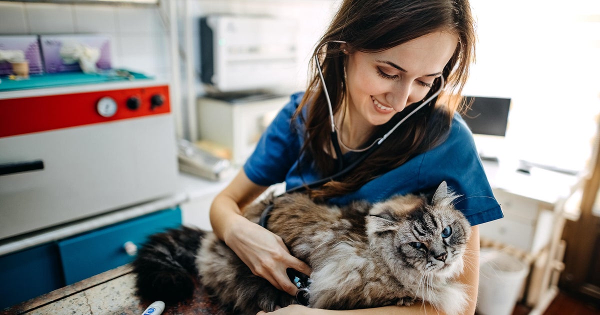 Top Reasons to Get Vet Insurance for Cats Today Top Reasons to Get Vet Insurance for Cats Today