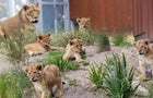 taronga-zoo-lions.jpg 