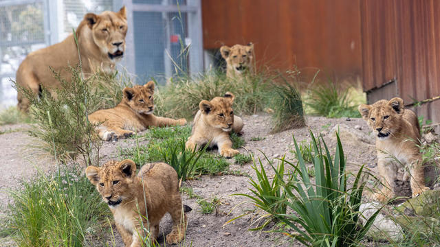 taronga-zoo-lions.jpg 