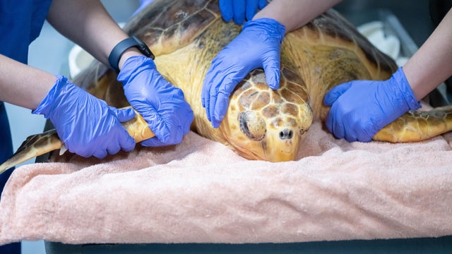 20221012animalrescue-turtle-0067.jpg 
