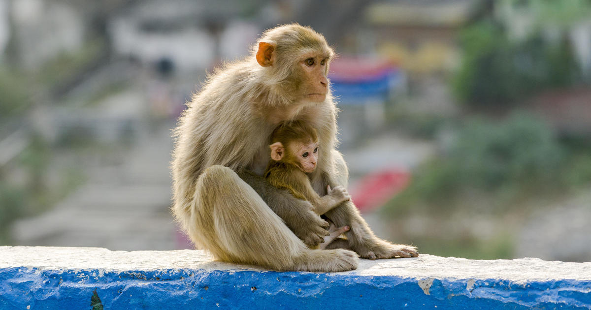 Harvard study on monkeys reignites ethical debate over animal testing - CBS  News