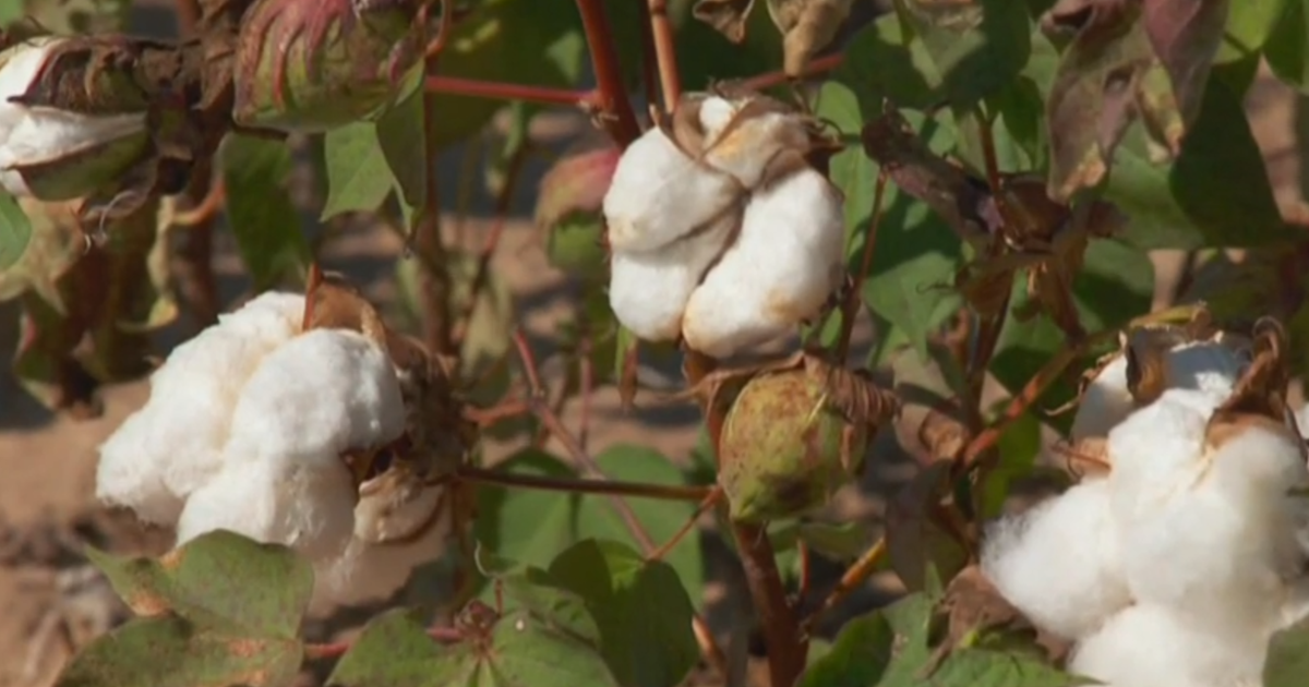 Record-breaking Texas drought results in over $2 billion in losses to cotton  crop