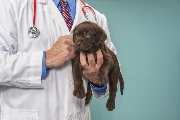 Male Veterinarian holding and petting a Chocolate Labrador puppy - 8 weeks old 
