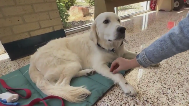 North Texas school teaches social emotional learning through help of one special dog 