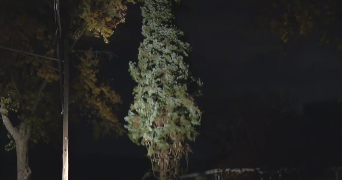 Chicago's official Christmas tree getting cut down in Morton Grove
