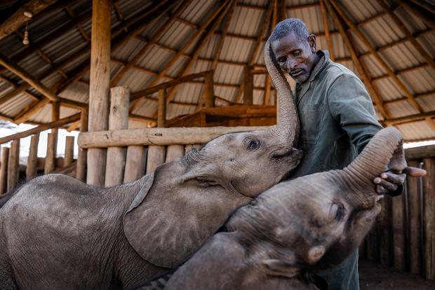 An elephant keeper plays with two calves at Reteti Elephant Sanctuary in Kenya 