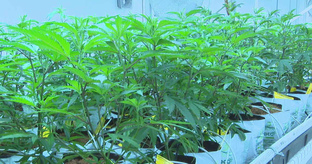 Cannabis overtakes cranberries as top crop in Massachusetts