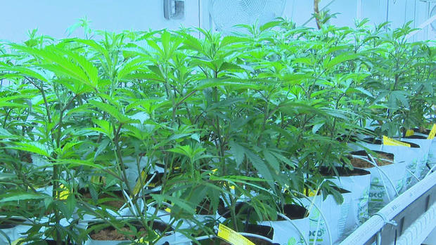 Marijuana, cannabis plant 