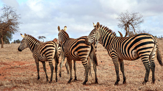 Zebras in a Kenyan national park 