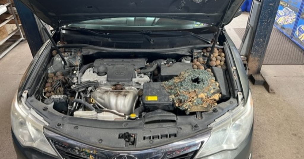 Greensburg mechanic finds squirrel nest and stash of nuts under car