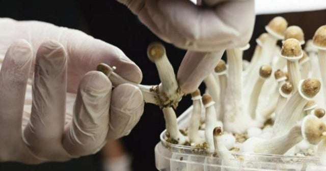 Study finds mushrooms are the safest recreational drug