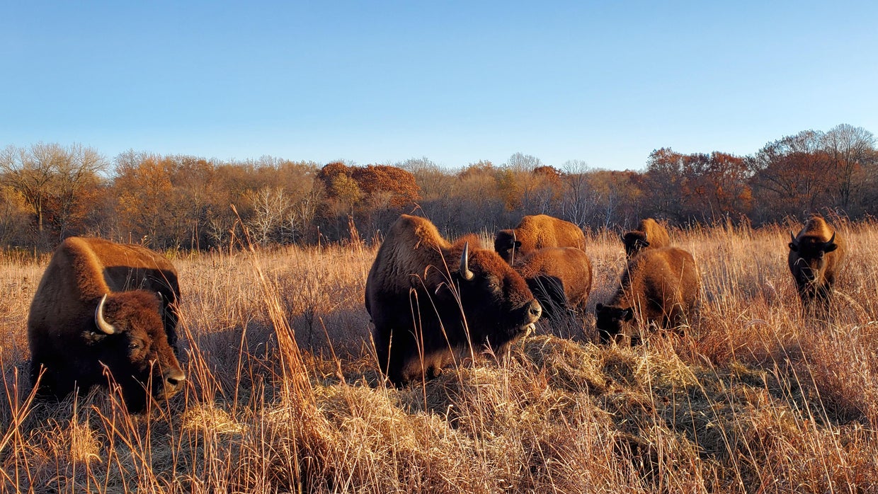 Bison return to prairie at Dakota County's Spring Lake Park Reserve ...