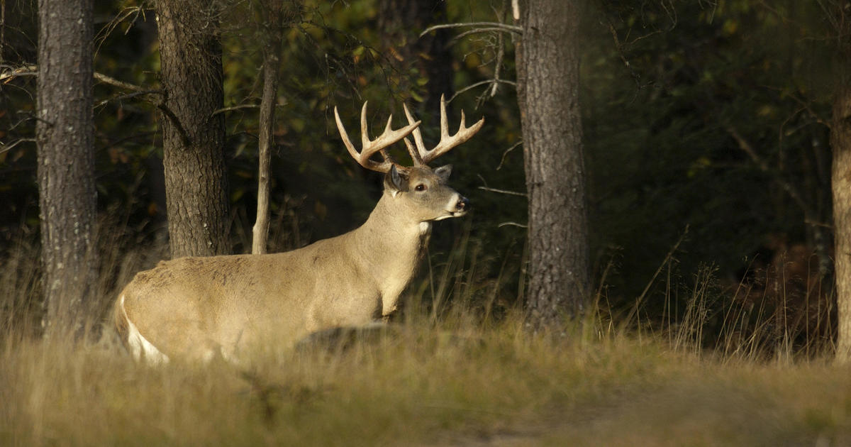 Michigan firearm deer season DNR offers safety tips CBS Detroit