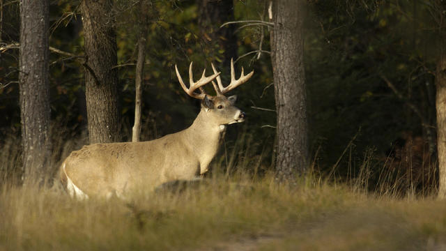 DSK111-13.jpg | Whitetail Deer 