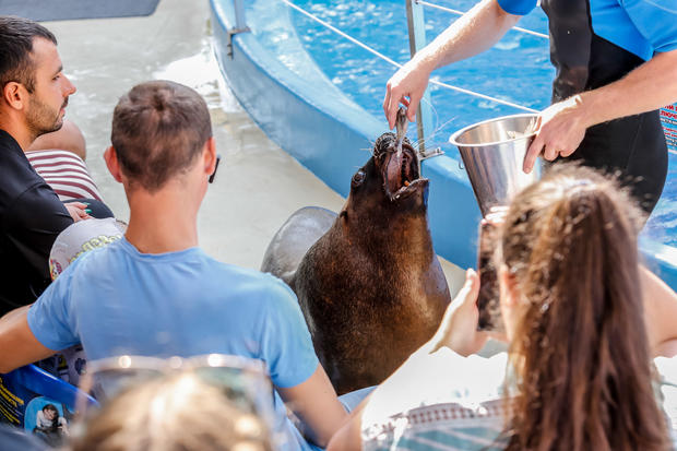 A trainer and a sea lion perform in Nemo Dolphinarium at a 