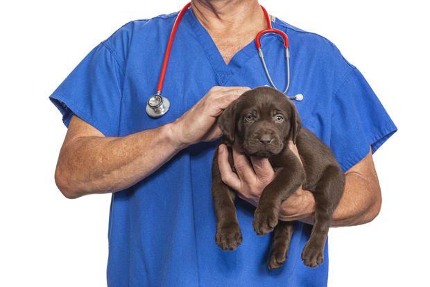 Male Veterinarian petting a Chocolate Labrador Puppy - 8 weeks old 