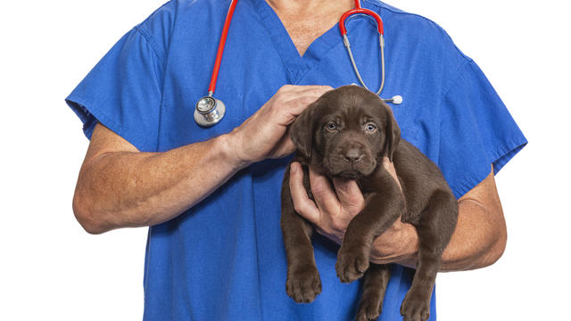 Male Veterinarian petting a Chocolate Labrador Puppy - 8 weeks old 