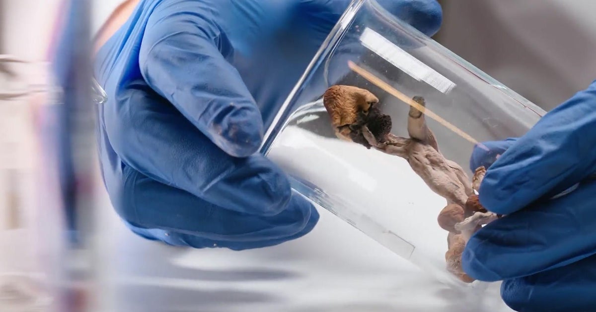 Magic mushroom legalization likely but still too close to call CBS