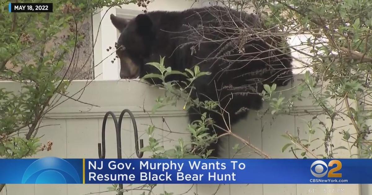 New Jersey suburb gets visit from black bear