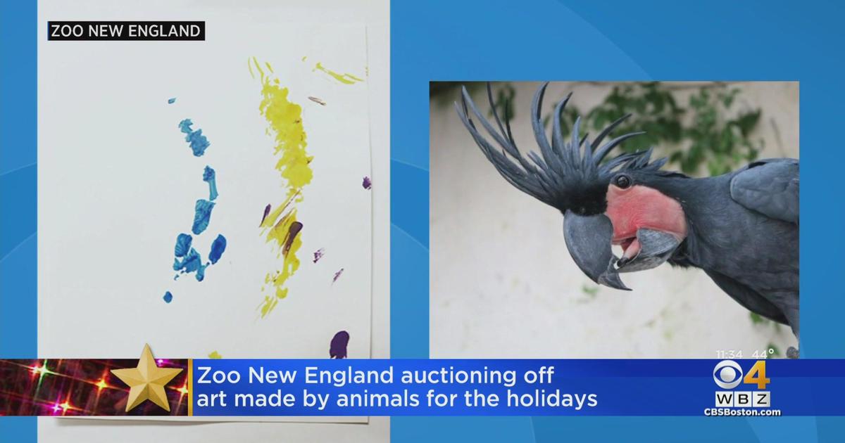 Zoo New England auctioning off art made by animals - CBS Boston