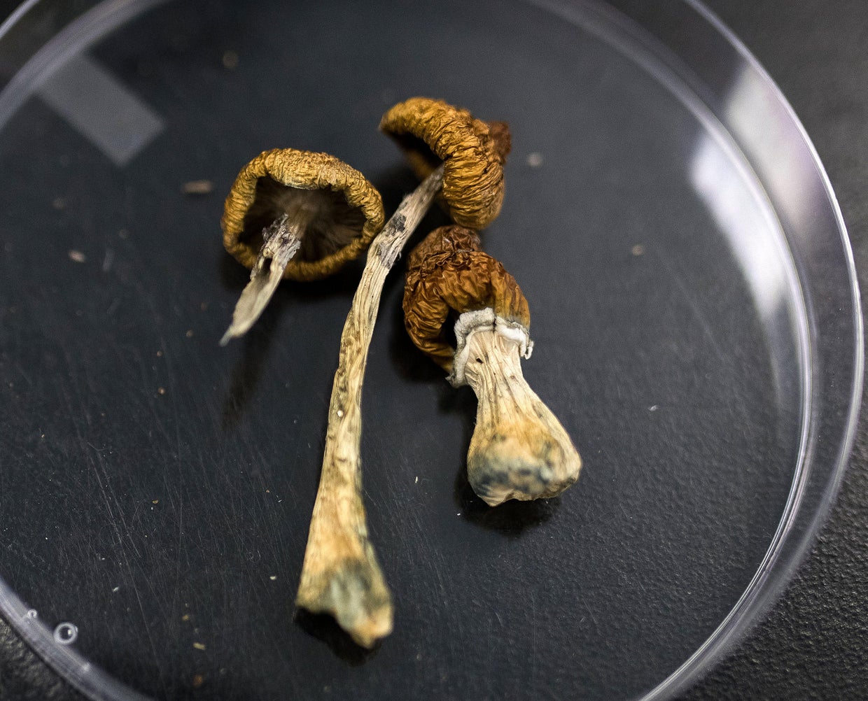 Colorado voters decriminalize psychedelic mushrooms CBS Colorado